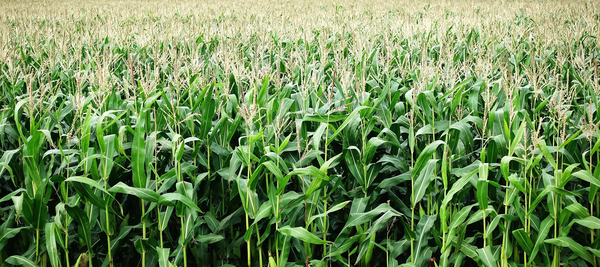 Homa Bay Farmers: Decoding Financial Barriers